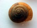 Caracollina (Caracollina)&nbsp;lenticula